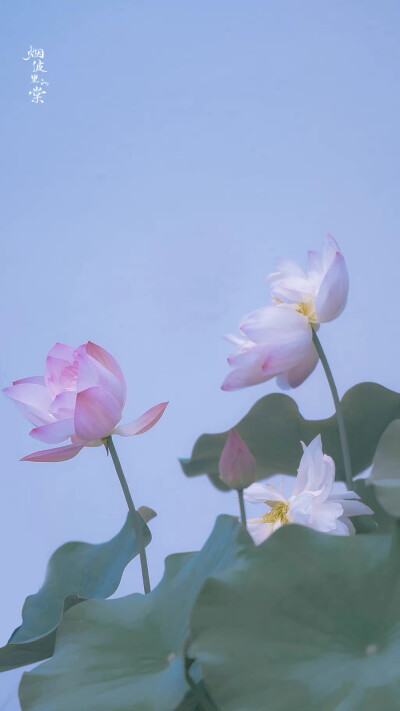 用星星在天空中打结，结成一张星网，
拦着月亮不让回家。
这样，我就可以继续做梦了。
诗来自慈琪。
晚安.
摄影师/烟波里的棠