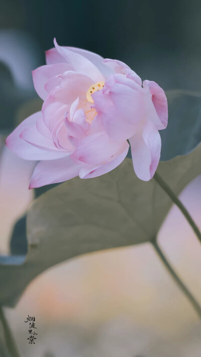 用星星在天空中打结，结成一张星网，
拦着月亮不让回家。
这样，我就可以继续做梦了。
诗来自慈琪。
晚安.
摄影师/烟波里的棠