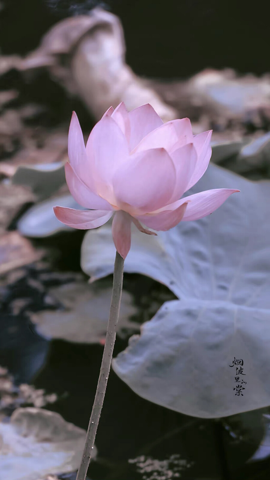 用星星在天空中打结，结成一张星网，
拦着月亮不让回家。
这样，我就可以继续做梦了。
诗来自慈琪。
晚安.
摄影师/烟波里的棠