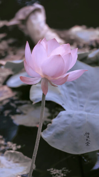 用星星在天空中打结，结成一张星网，
拦着月亮不让回家。
这样，我就可以继续做梦了。
诗来自慈琪。
晚安.
摄影师/烟波里的棠