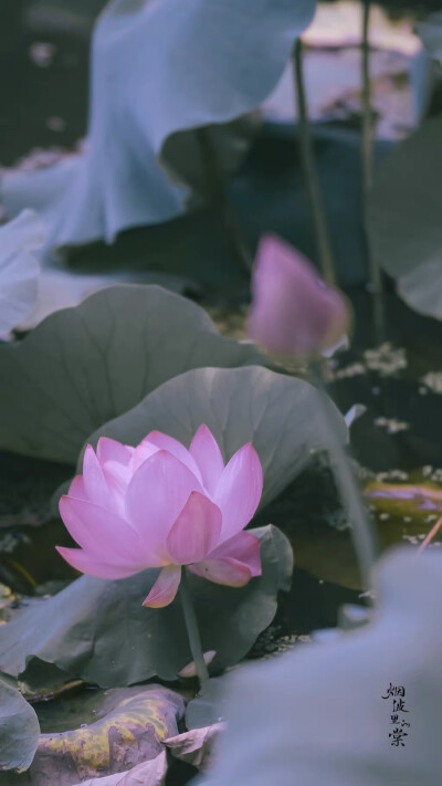 用星星在天空中打结，结成一张星网，
拦着月亮不让回家。
这样，我就可以继续做梦了。
诗来自慈琪。
晚安.
摄影师/烟波里的棠