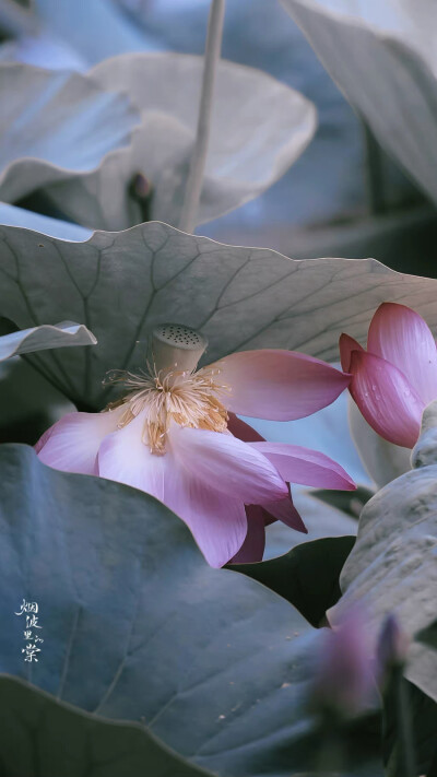 用星星在天空中打结，结成一张星网，
拦着月亮不让回家。
这样，我就可以继续做梦了。
诗来自慈琪。
晚安.
摄影师/烟波里的棠