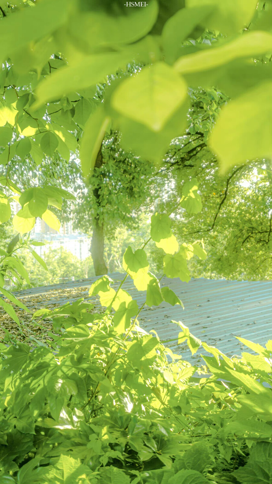 一个微风早晨,你我初遇.夏蝉把天地叫窄了.