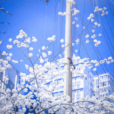 #冬天，是雪花飘落的季节。