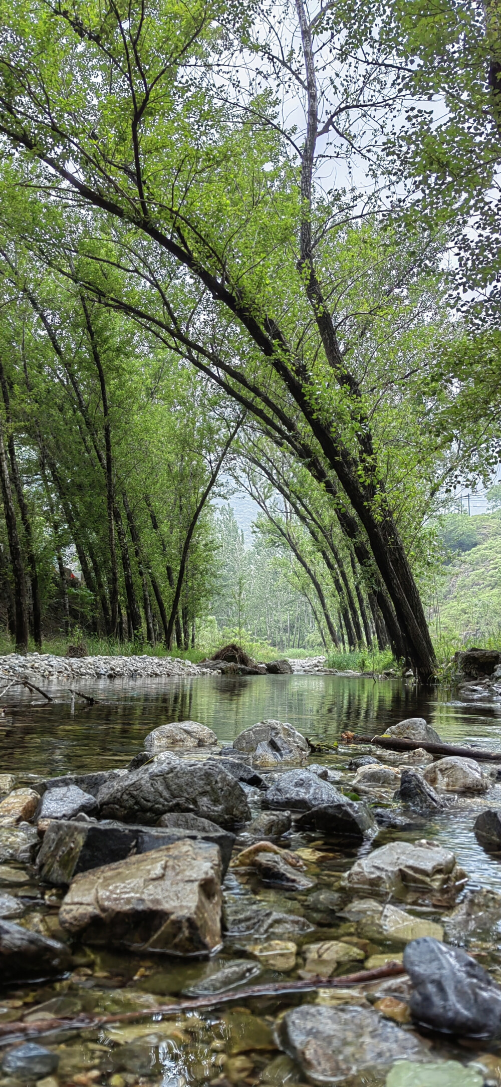 溪水树林