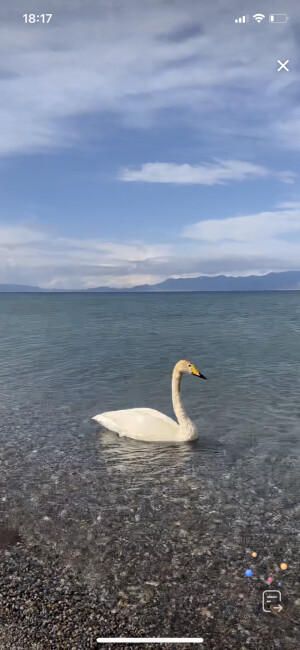 美丽天鹅