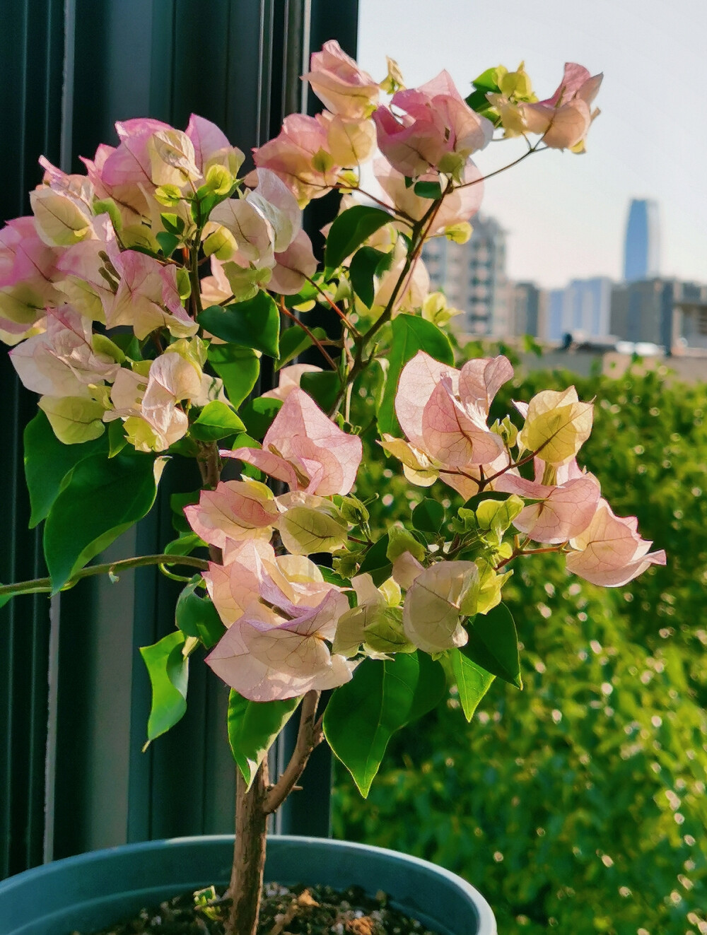 背景图 杂七杂八 夕阳落日 美食 花朵