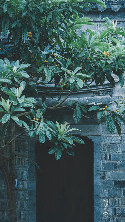 记忆中的夏天……
有聒噪的蝉鸣，似乎在拼尽全力叫出一整个夏天；
有傍晚摆在院坝里的西瓜，樱桃和汽水，狗子围着转；
还有旁边咿咿呀呀跑个不停的老风扇，和奶奶手里慢慢摇的蒲扇；
当然，还有那个在烈日下奔跑流着…