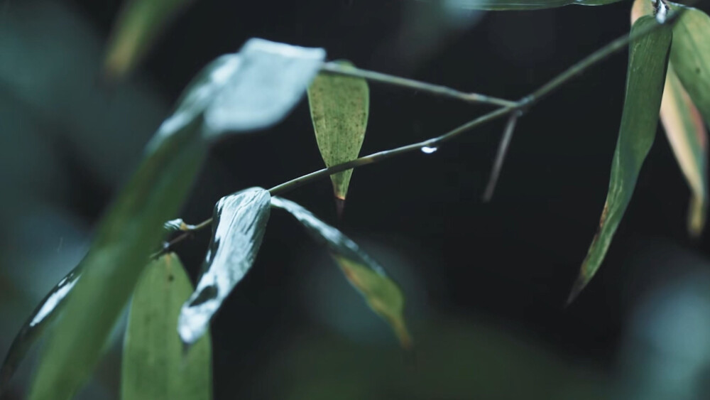 柳永|千古风流人物第一季（13-14集）