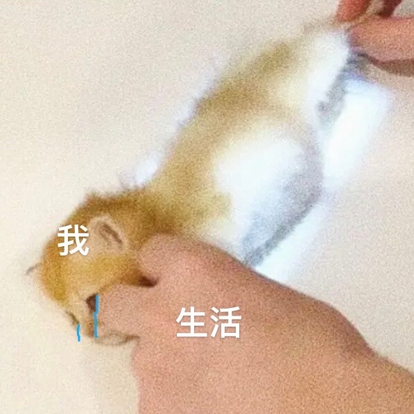 好可爱qwq