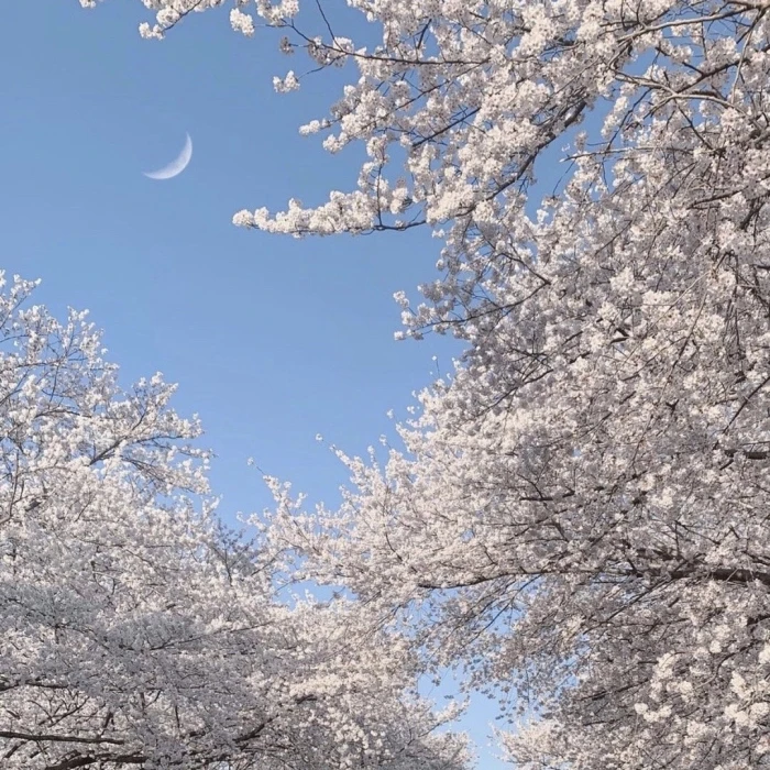 
花が散る.