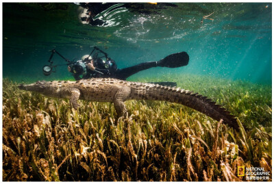 与鳄同游
在古巴的女王花园海洋保护区。摄影师正试图拍摄这条美洲鳄。摄影：David Doubilet