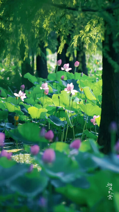 #微博vc计划#
啊，看今年的花花真是格外清丽～
摄影@烟波里的棠