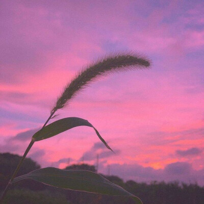 〔唯美背景〕～云朵☁️～小草☘️～日落☀︎