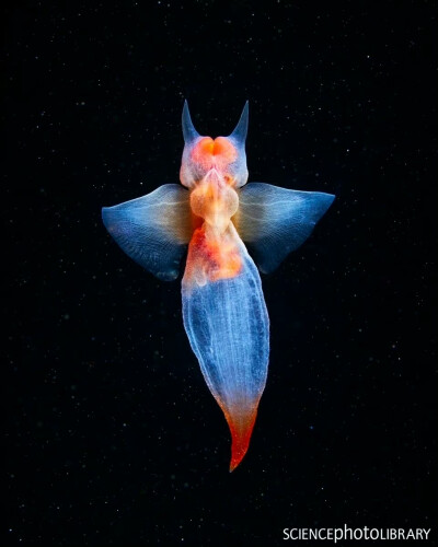 海蛞蝓