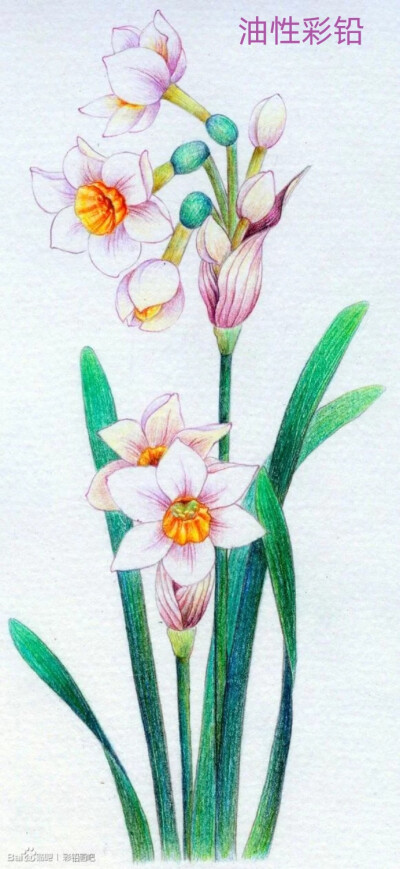 油性彩铅画 花 