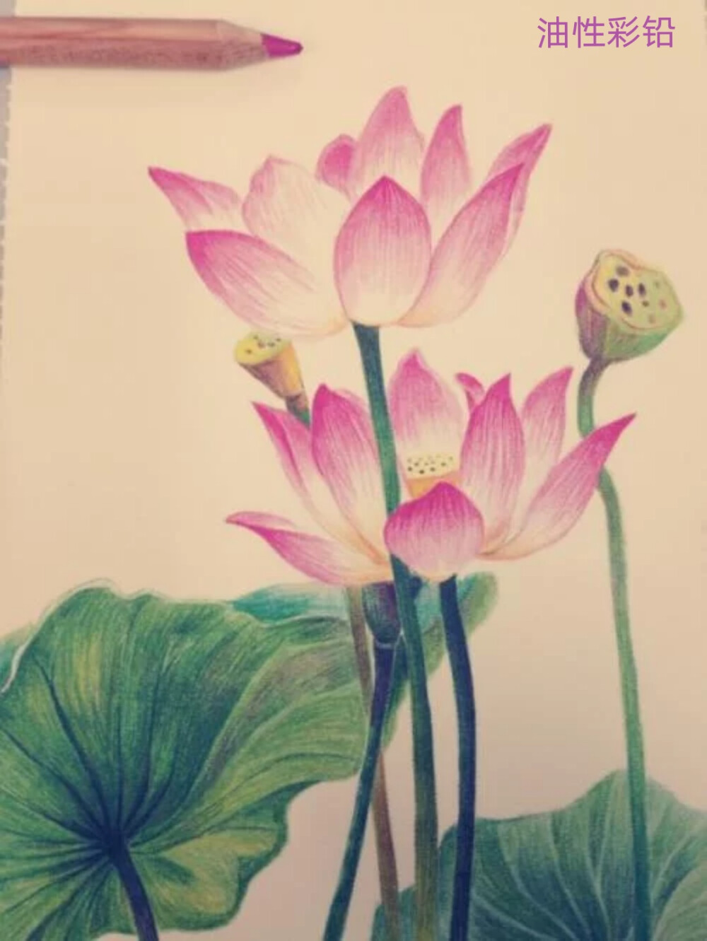 油性彩铅画 花 