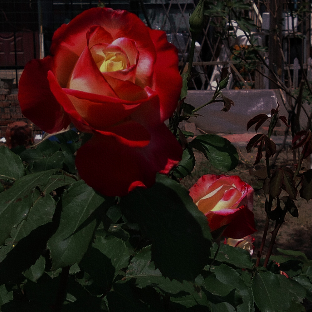 花，玫瑰，红色，叶子，白昼，绿色，壁纸，背景图