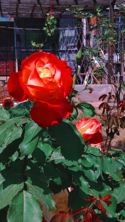 花，玫瑰，红色，叶子，白昼，绿色，壁纸，背景图