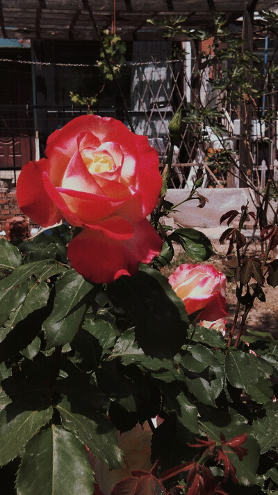 花，玫瑰，红色，叶子，白昼，绿色，壁纸，背景图