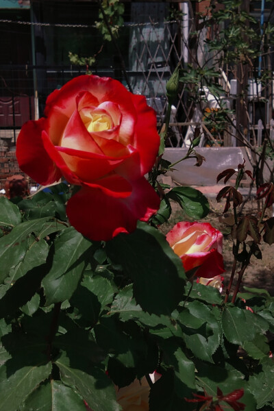 花，玫瑰，红色，叶子，白昼，绿色，壁纸，背景图