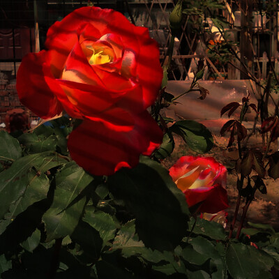 花，玫瑰，红色，叶子，白昼，绿色，壁纸，背景图