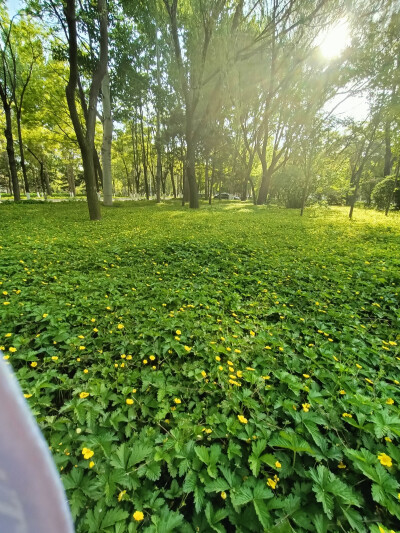 夏至已至