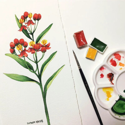 花卉绘，作者：soho_0331 ​