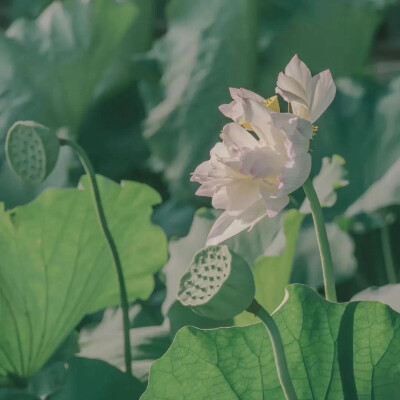 搞怪情头｜沙雕情头，图源网络侵删