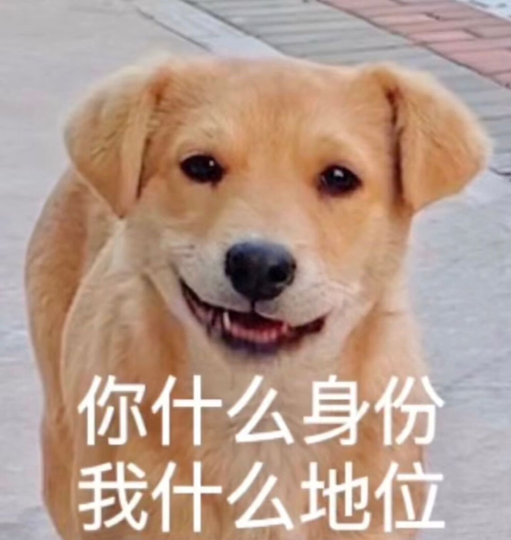 狗狗表情