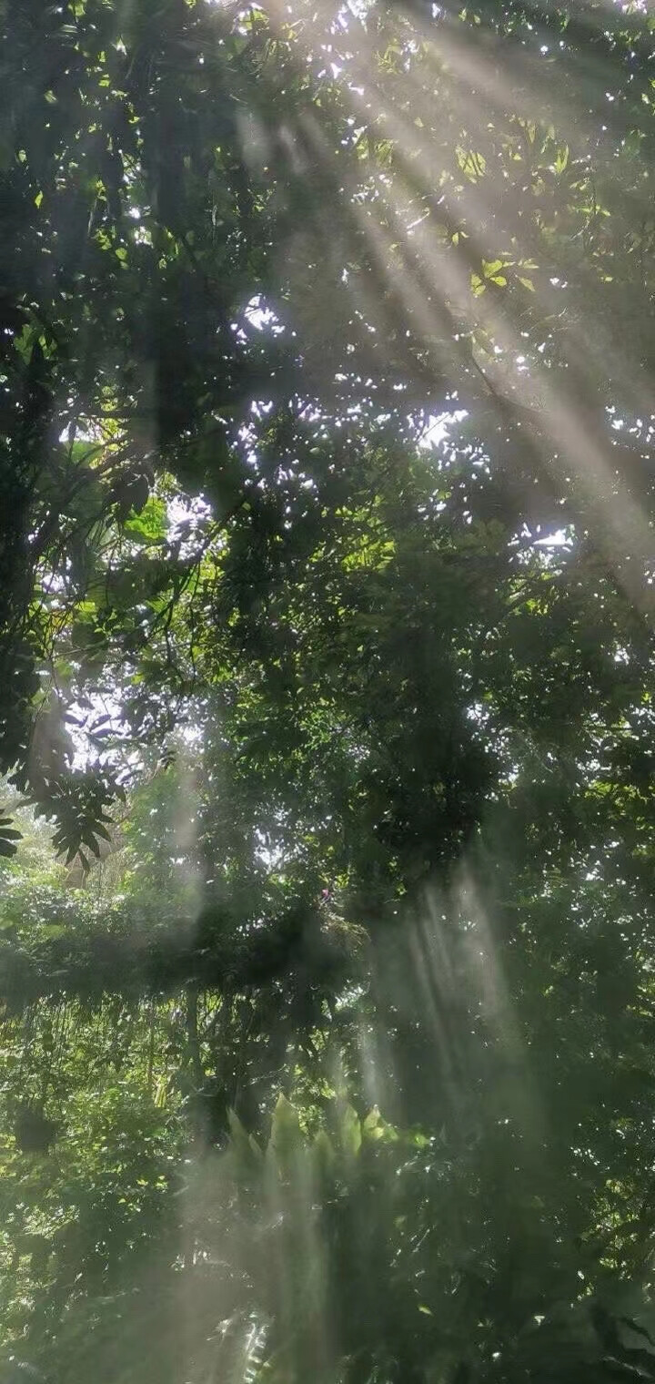 暑气渐盛凉茶伴夏，夏至已至日渐悠长~