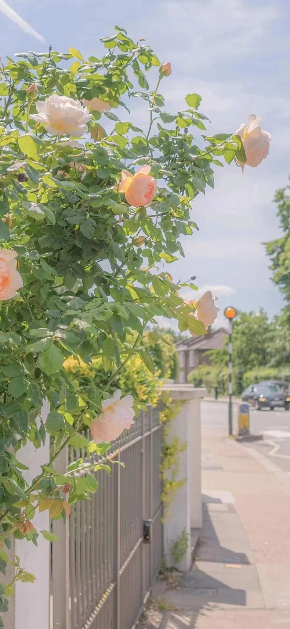 夏日