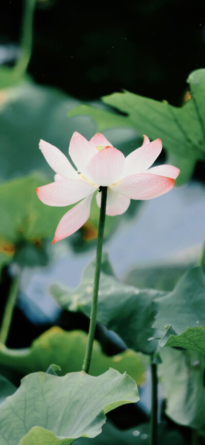 全面屏高清 卡通 壁纸