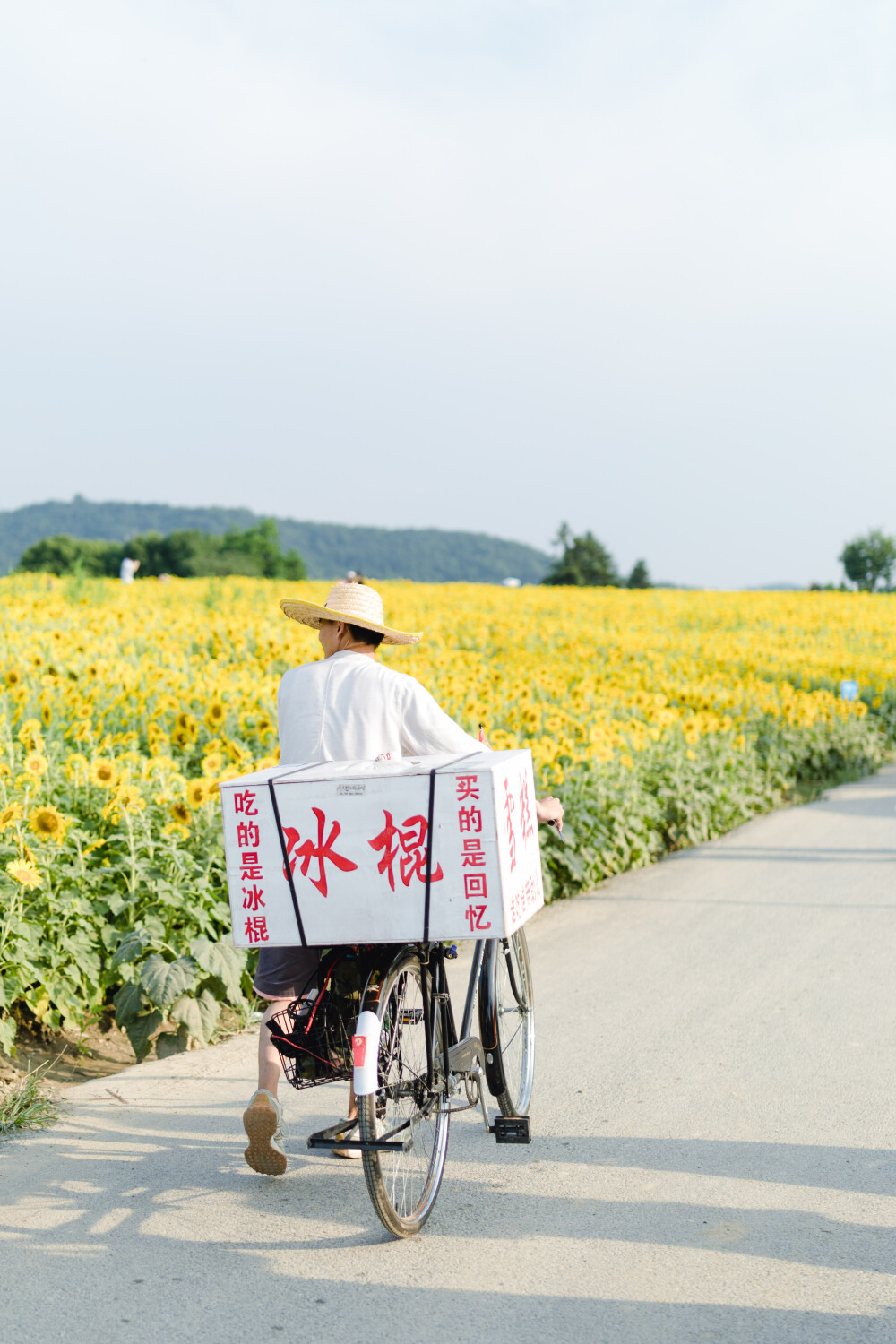 一眼好心情
摄影：洪小漩
出镜：菲比及家人
很小时候，我妈妈就曾种过一小片向日葵。
我太小，不知道那是自家的土地，放学后疯野到地里，站在巨大的花序下面，仰着头看着比我脸蛋子还大的一盘葵花籽，心想，什么时候可以吃。
后来，我将发现一片向日葵的事回家说与妈妈听，当她笑着告诉我那是她栽种的时，一股子莫名的骄傲在我心里油然而生。长大些，我才知道那是独属于我妈的浪漫。毕竟，只有她在自留地里栽种了一片明媚，耕种的人来来往往，都忍不住看两眼。
自此，我对向日葵有了执念。只可惜，我没有一片地像我妈那样可以自由栽种。
当得知杭州转塘有一片向日葵时，我便蓄谋，不论如何要带着菲比去看看。很幸运，成行了