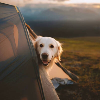 头像来源：https://t.cn/A6aAlj8F