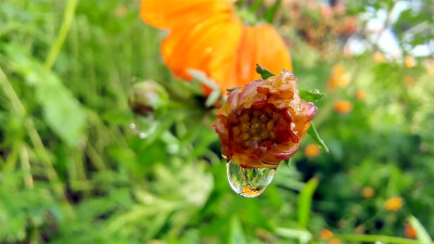 吉安随拍：黄秋英上的雨滴