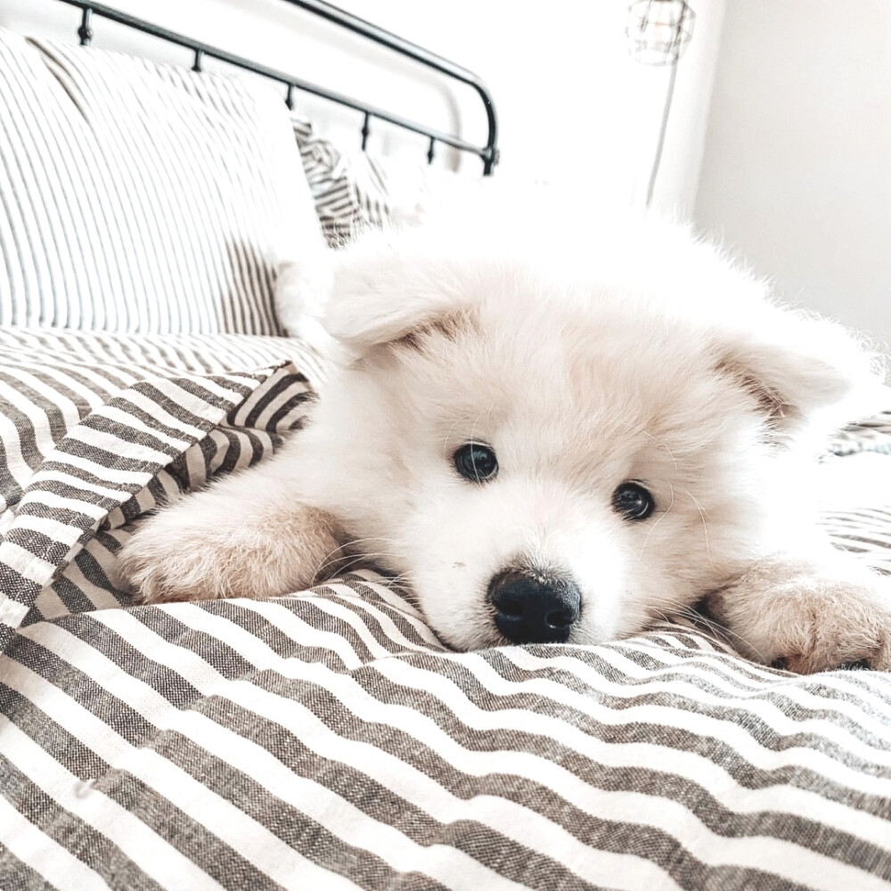 Ig：samoyed.l.o.v.e