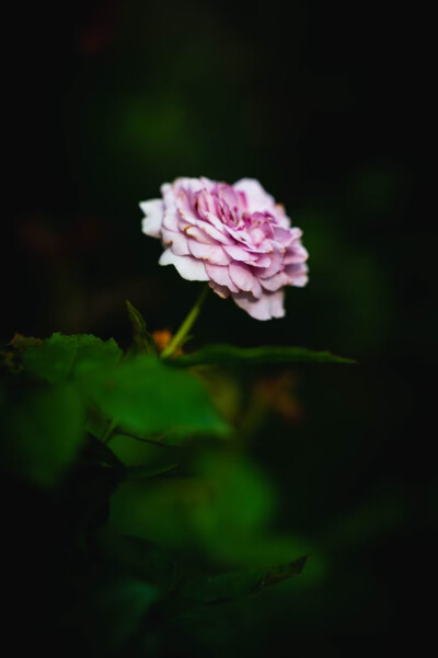 花的世界，花的海洋
