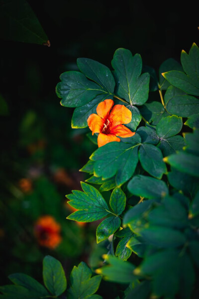 花的世界，花的海洋
