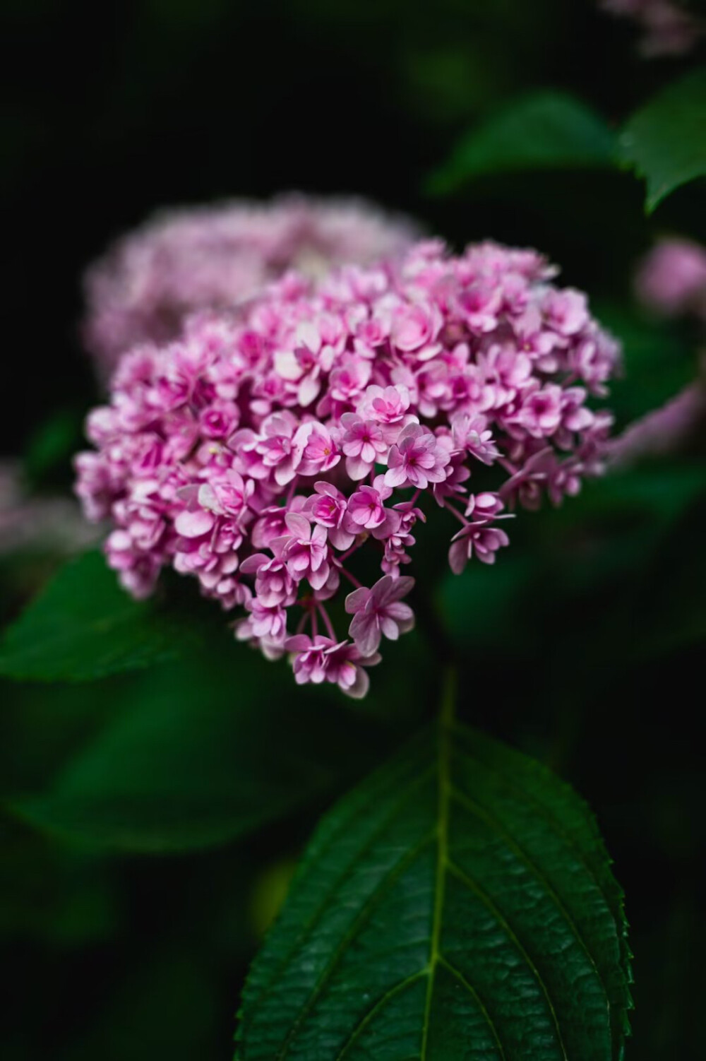 花的世界，花的海洋
