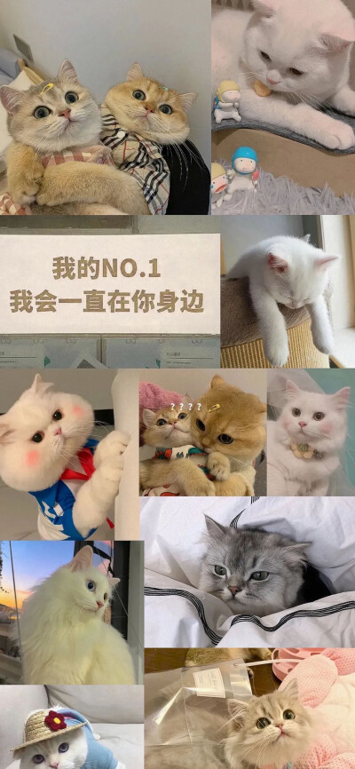 猫咪