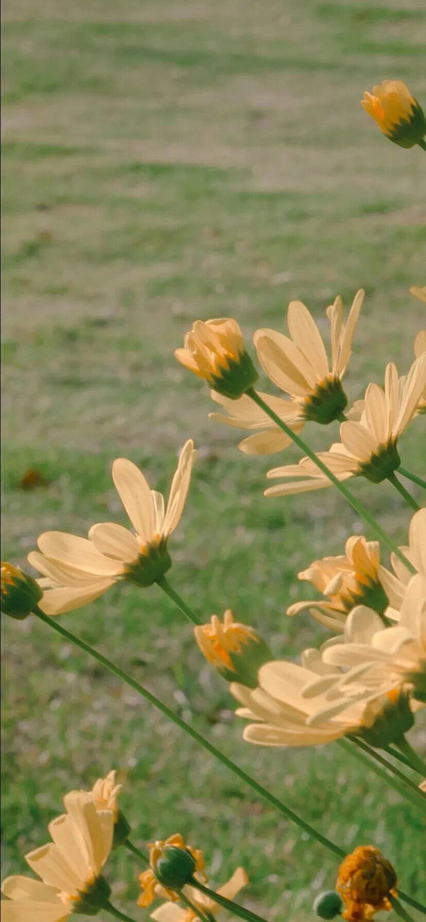 清新 花朵 植物