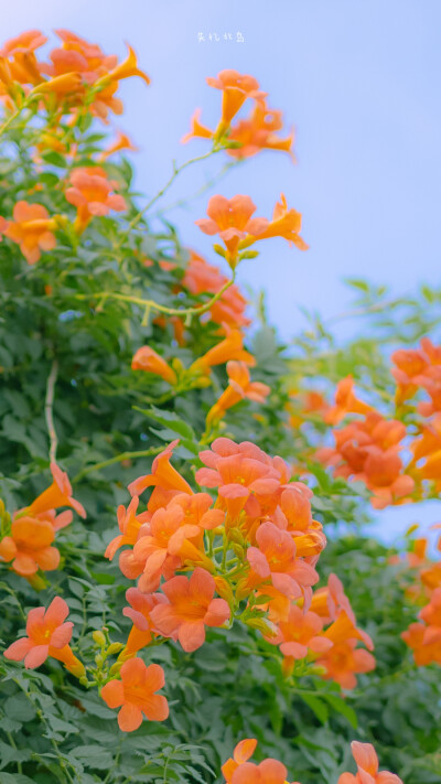 清新 花朵 植物