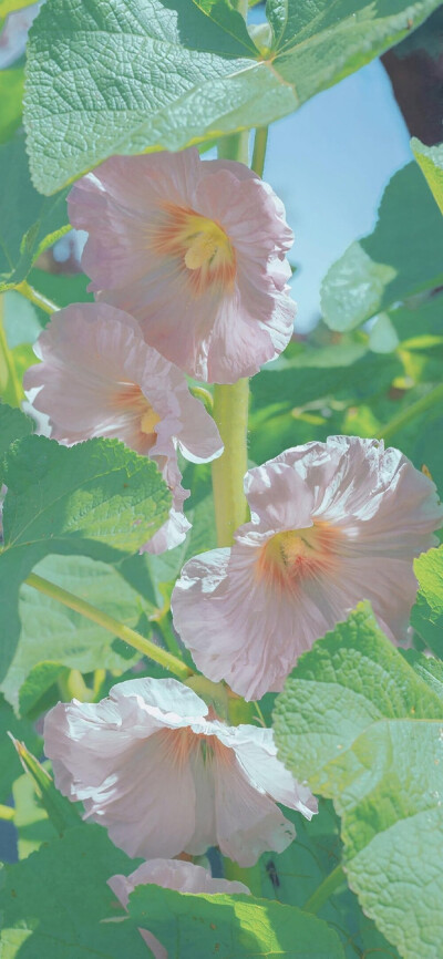 清新 花朵 植物