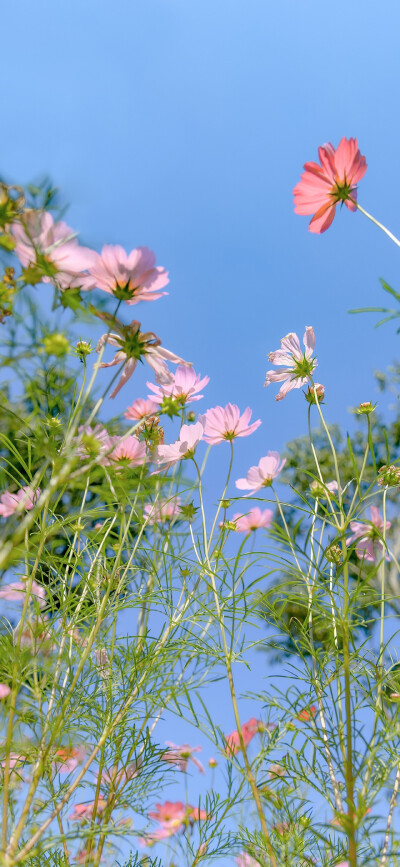 清新 花朵 植物