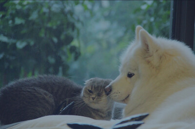 猫狗