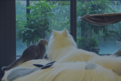 猫狗