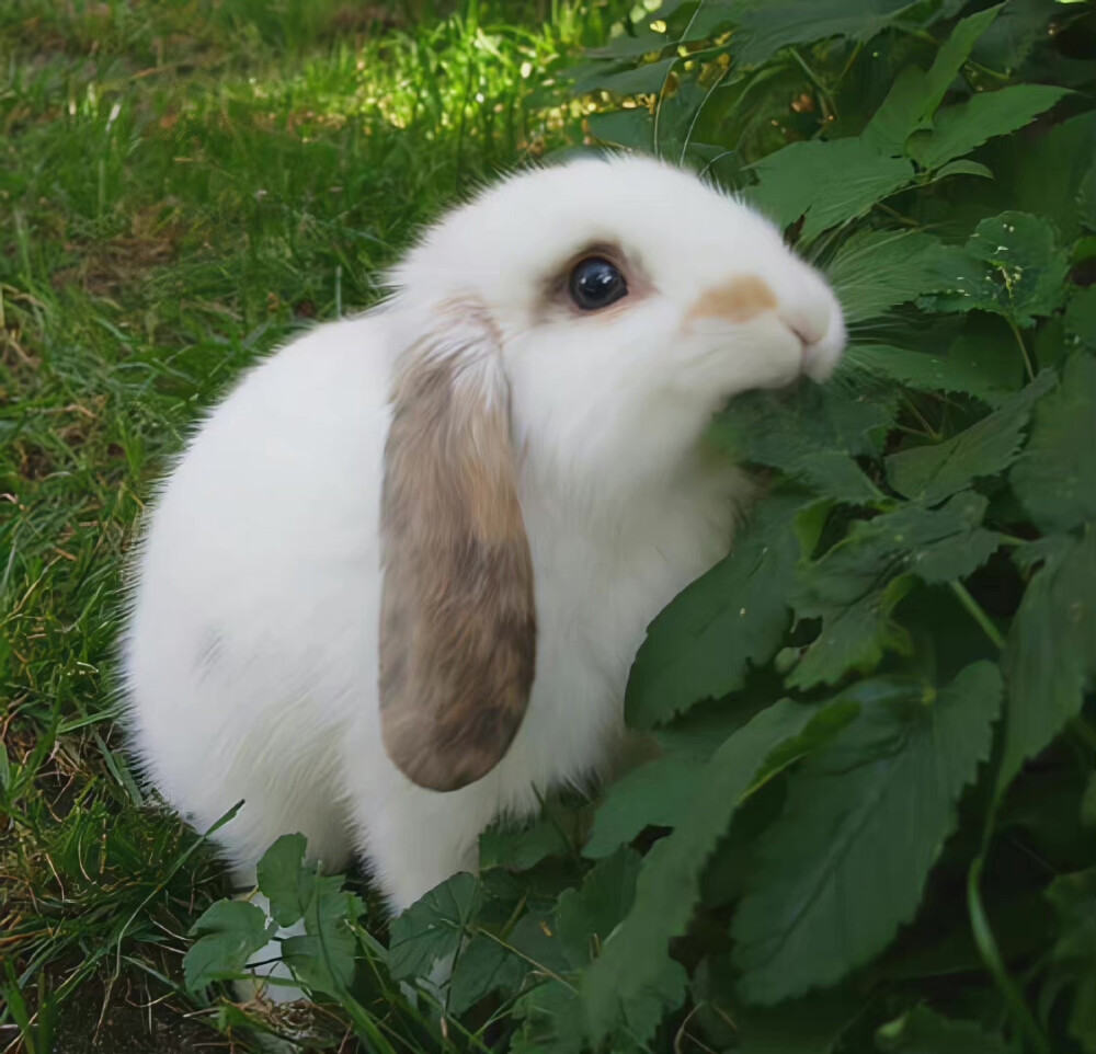 动物头像