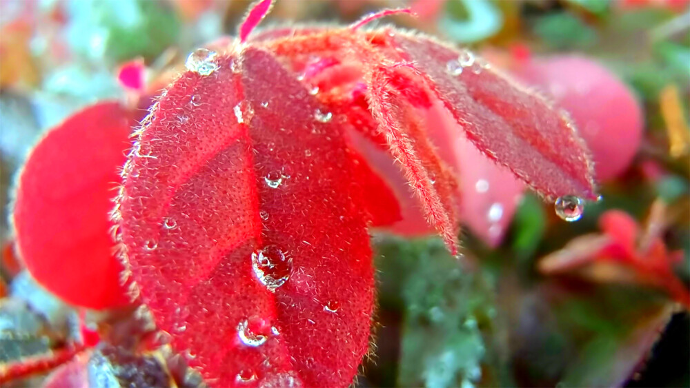 吉安随拍：红花檵木上的雨滴