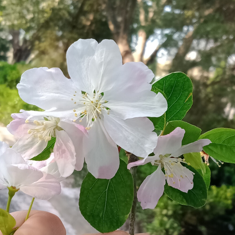 “我在初夏聆听暮春的音乐”